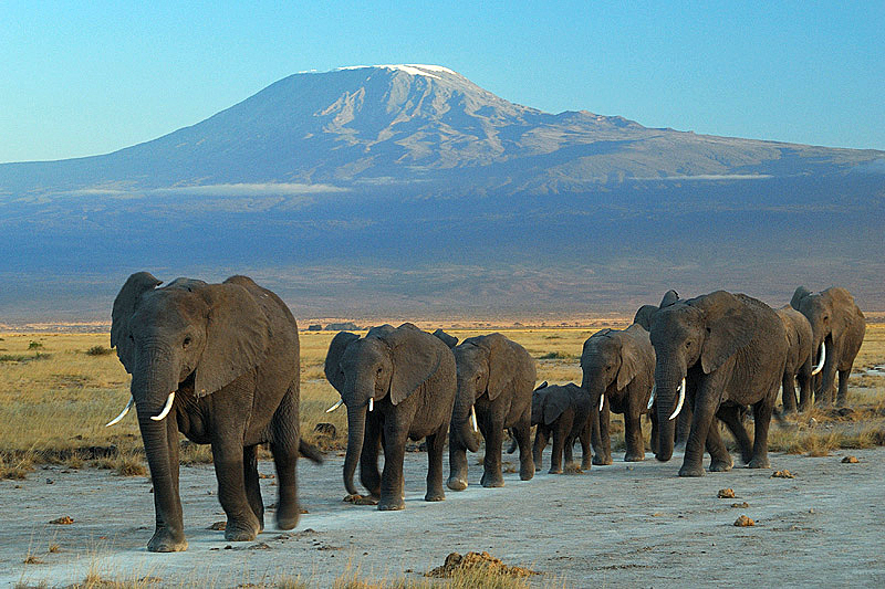 Elephants_at_Amboseli_national_park_against_Mount_Kilimanjaro